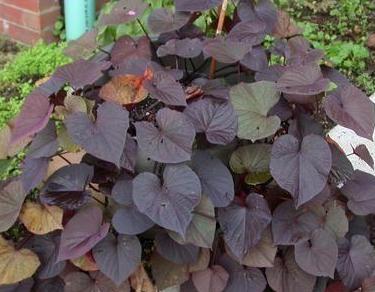Dark purplish foliage of a sweet potato vine.