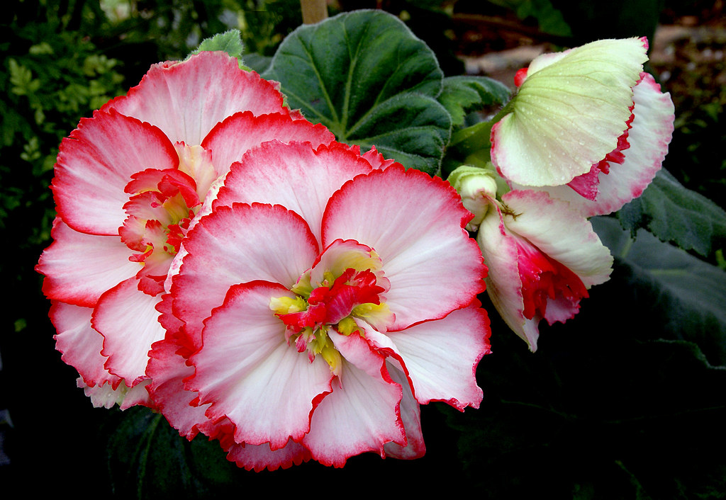 a white begonia with red edges.