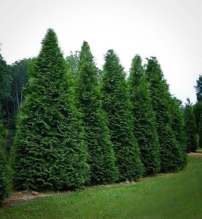 A hedge of evergreen trees.