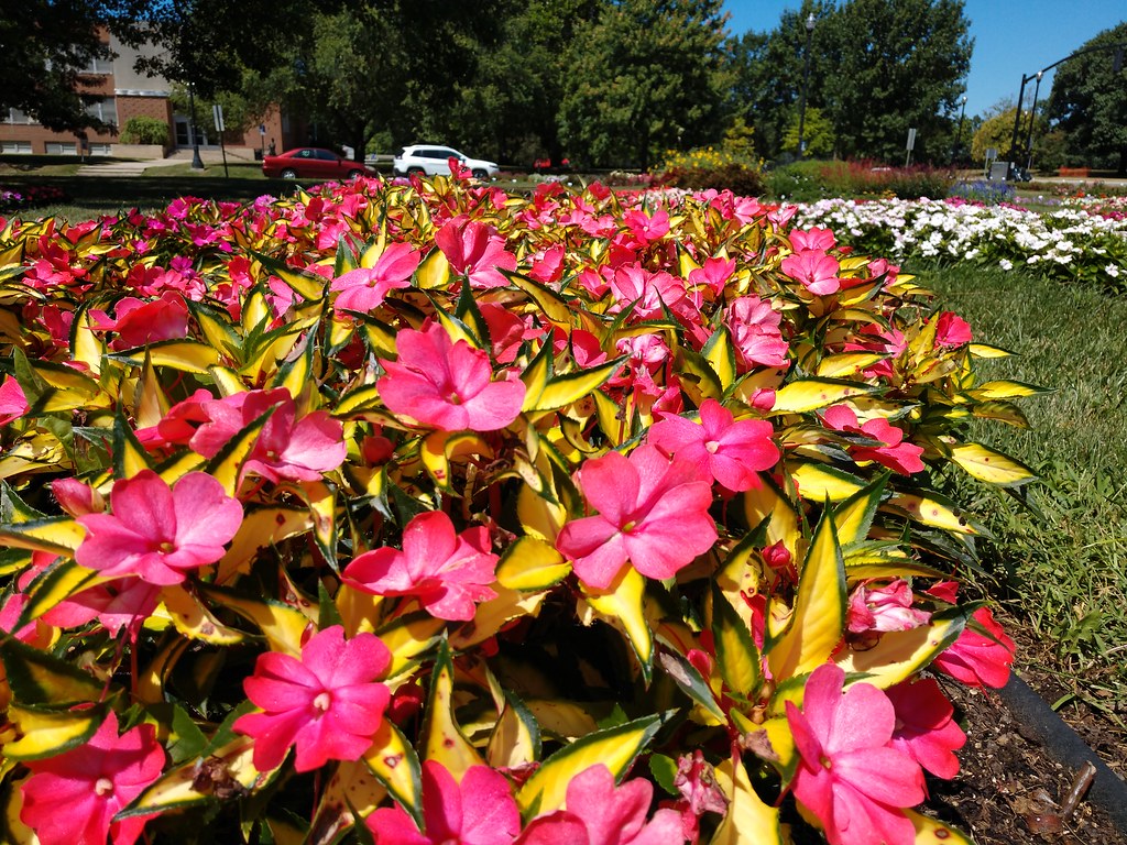 Sunpatiens, a type of impatiens. Red flowers in the foreground, white flowers in the back.