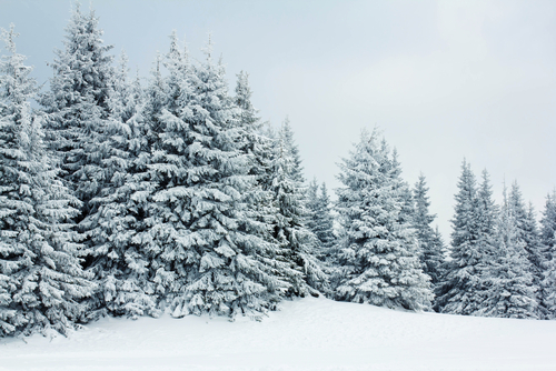 Evergreen trees covered in snow