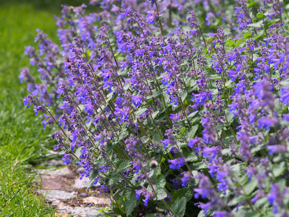 Catmint with blue flowers