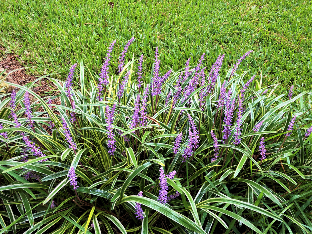 green and yellow varigated liriope with purple blooms in bloom