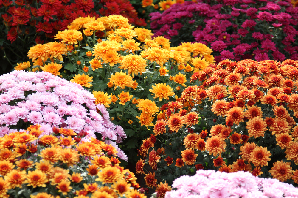 different colored chrysanthemums in bloom