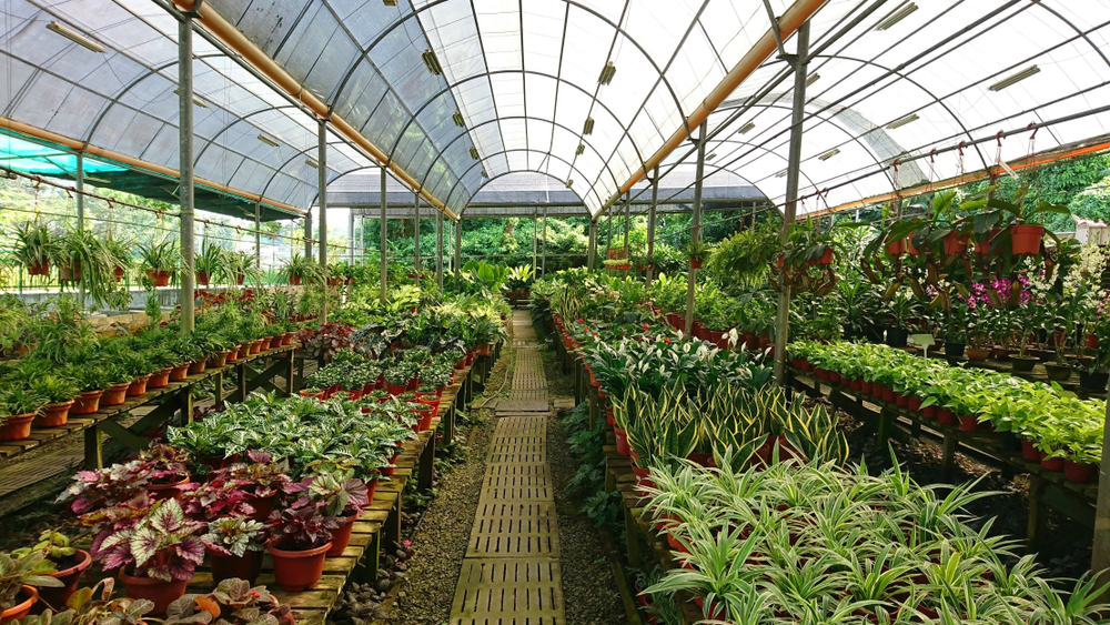 a greenhouse full of potted plants.