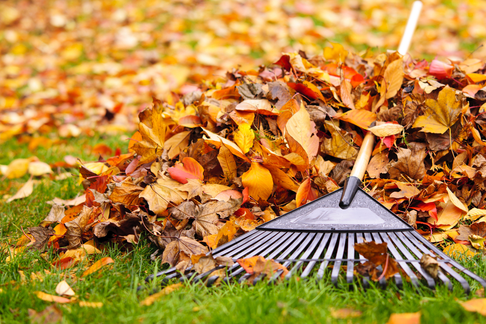 A pile of fall leaves with a rake