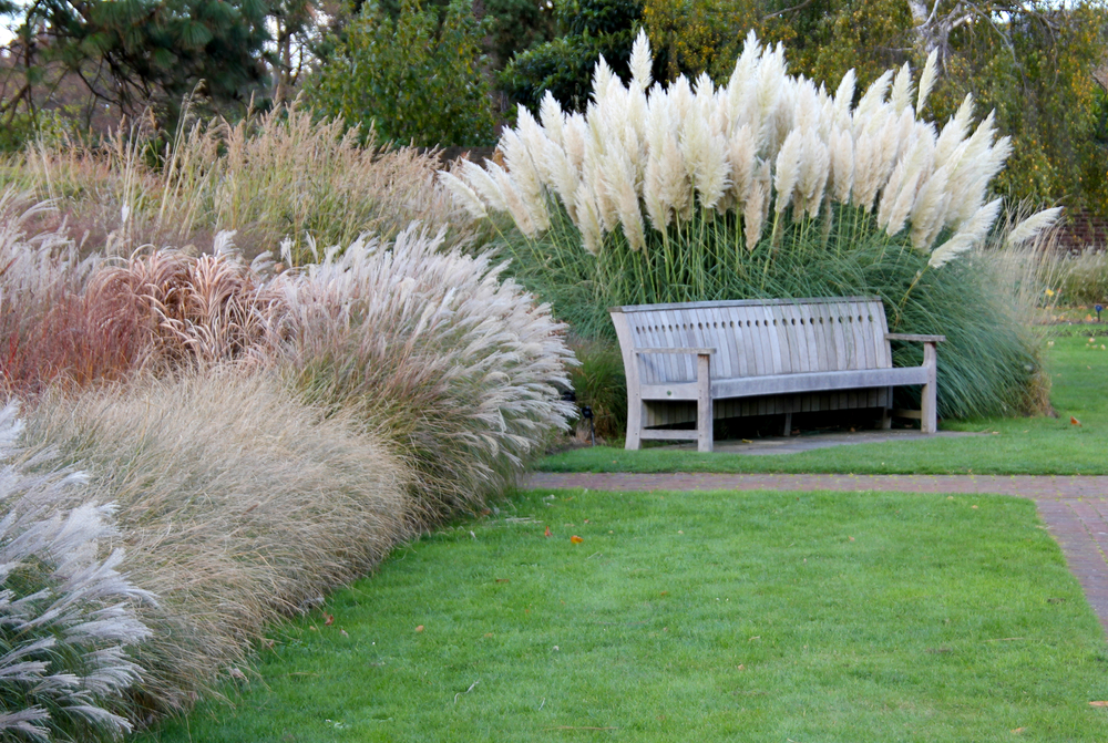 Ornamental grasses with a bench near a lawn.