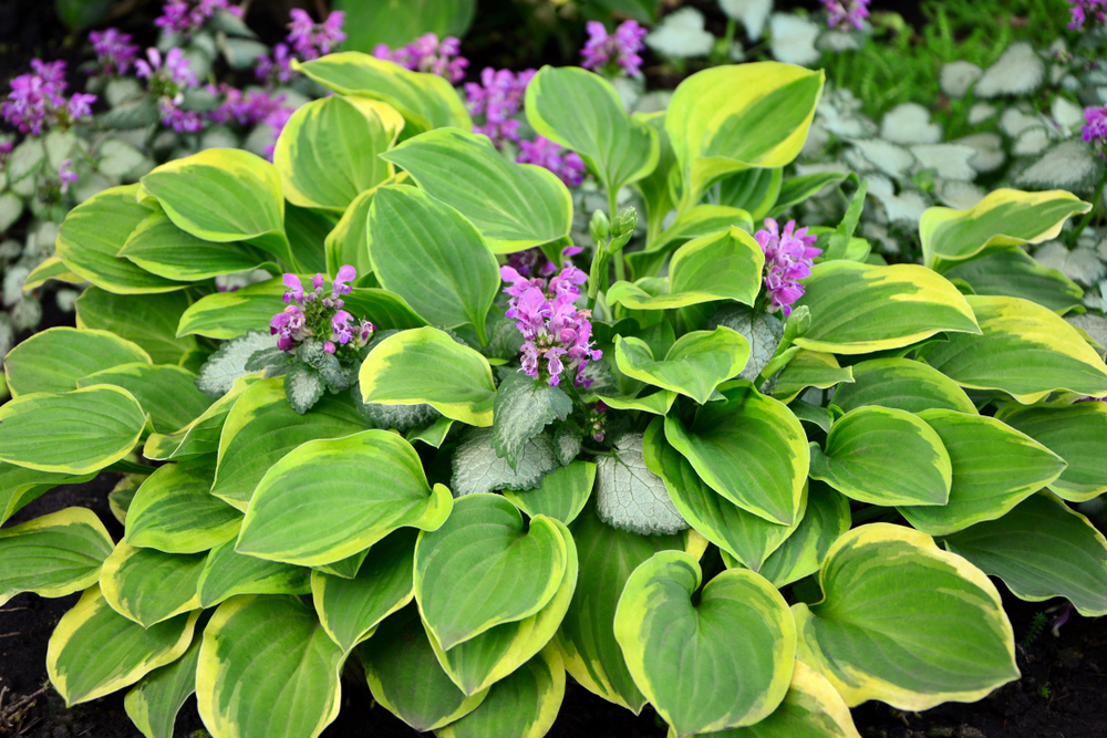 green and yellow varigated hostas with purple flowers on them