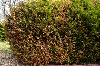 An evergreen shrub showing windburn on the side where the prevailing winds hit it.