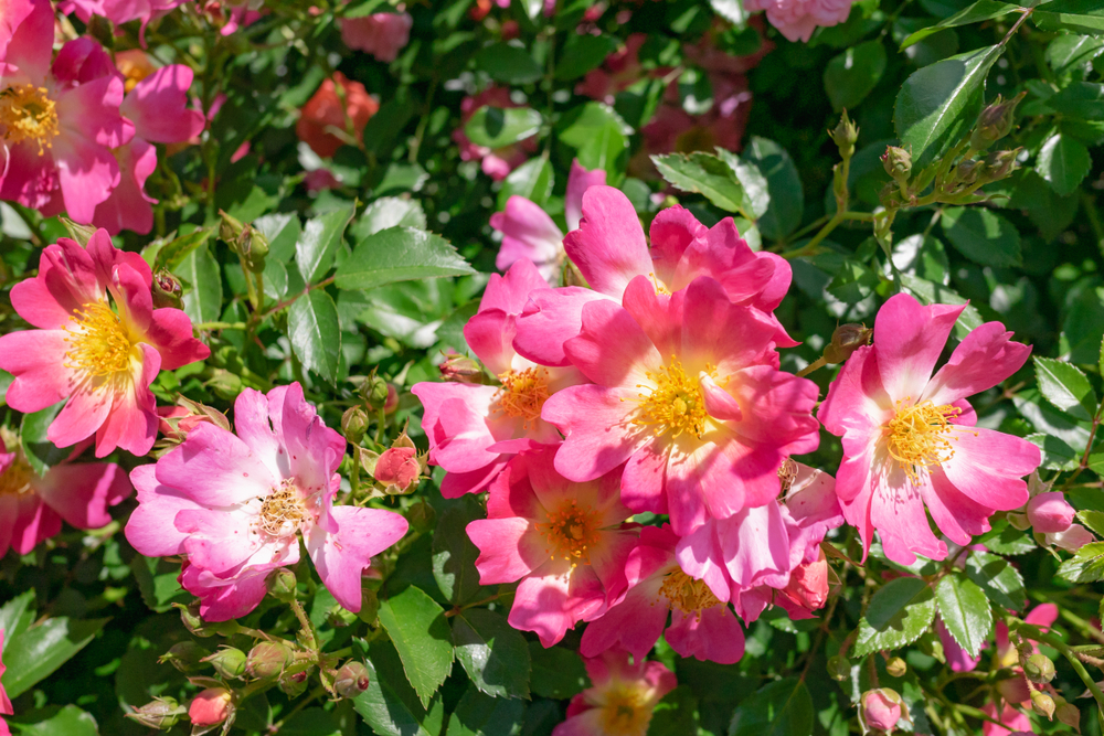 Pink drift roses with yellow centers on a rose bush with green leaves