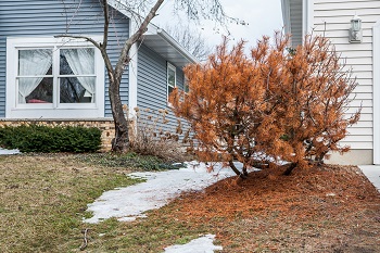 A dead evergreen shrub that died from winter burn