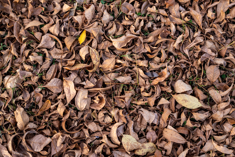 dried leaves