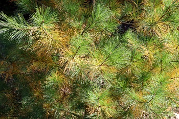 An evergreen showing winter burn to the tips of its needles.