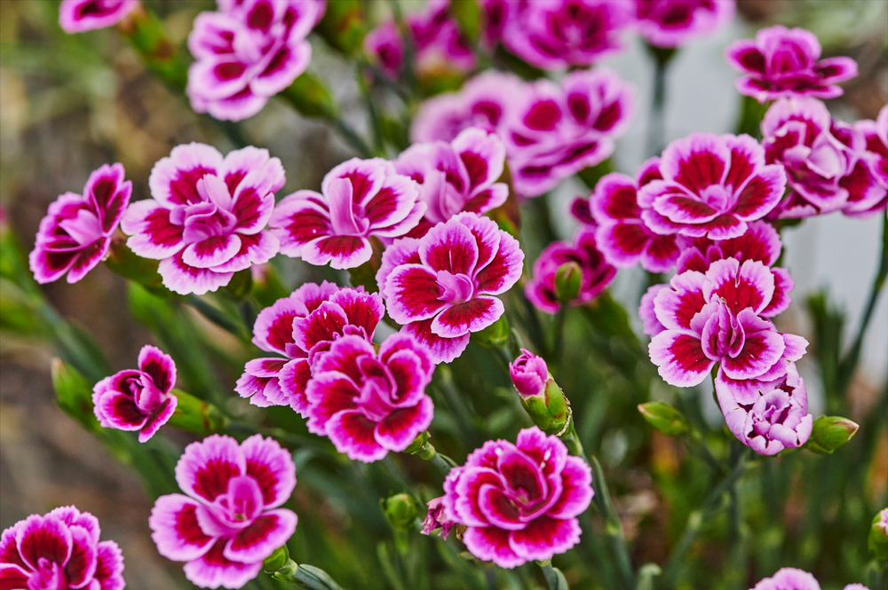 pink and red dianthus in bloom