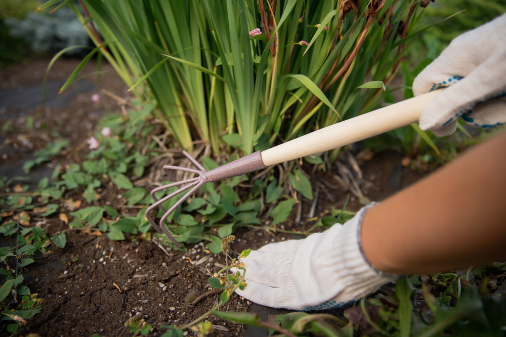 A person weeding a landscape bed.
