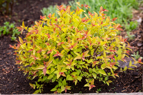 Spirea Gold Flame shrub with gold leaves tipped with red.