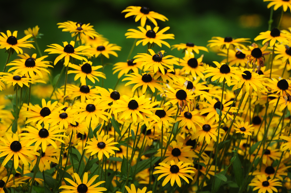 Black-eyed susan plants with yellow flowers that have a brown center