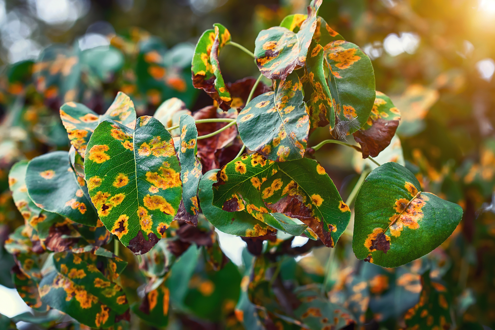 A diseased plant with yellow spots on green leaves.