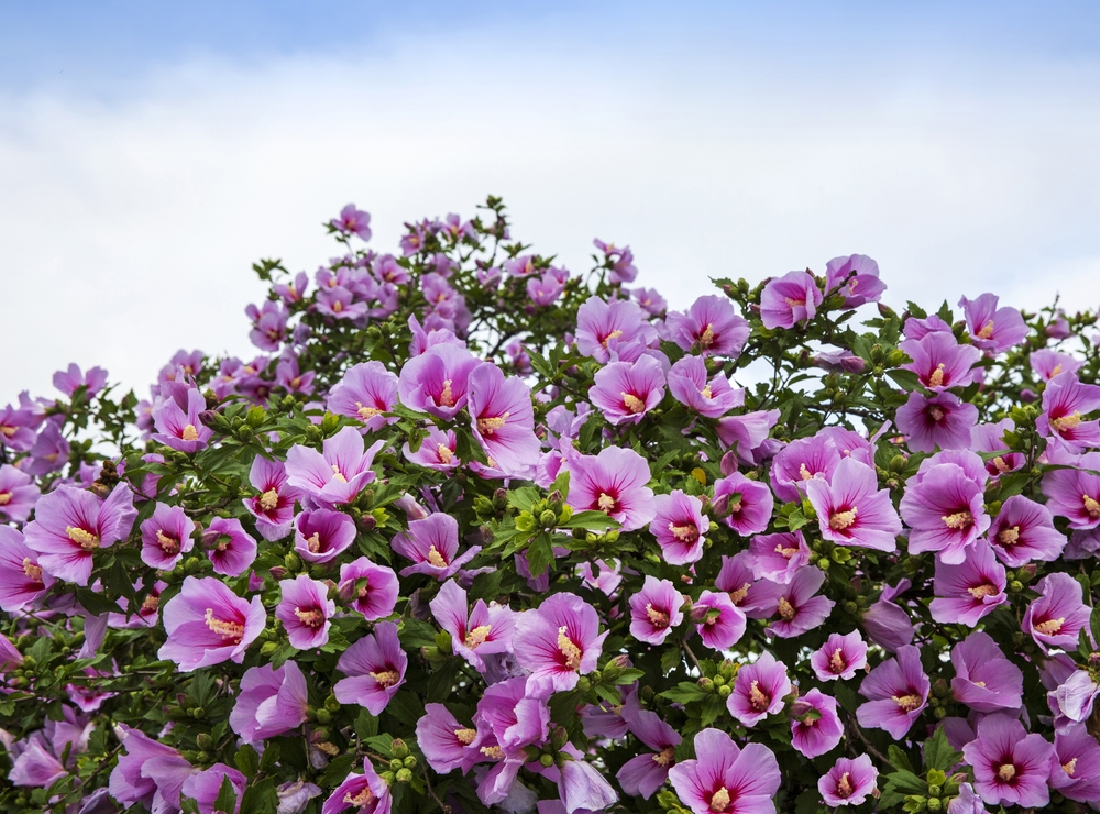 A rose of sharon in bloom wiht green leaves and pink flowers with yellow centers.