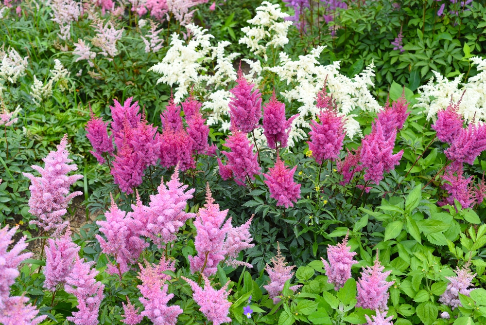 purple, white, and pink flowers on Astilbe plants