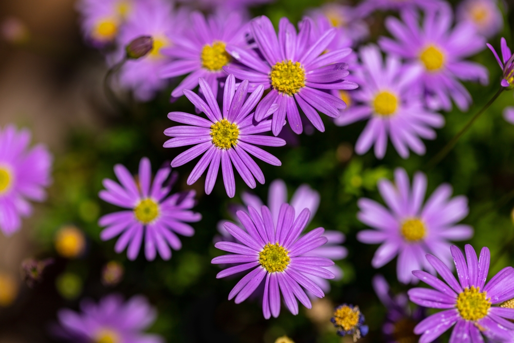purple asters in bloom