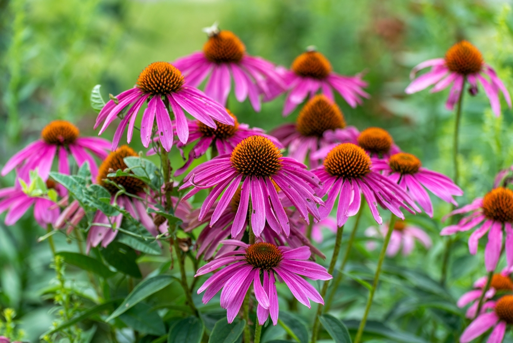 purple coneflowers in bloom