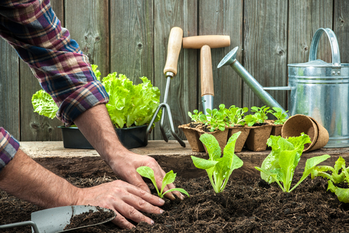 male hands planting lettuce