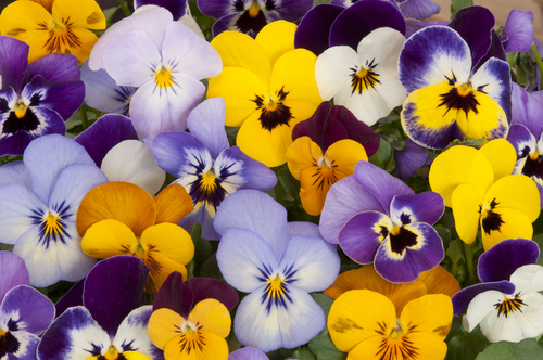 lots of different colored pansies