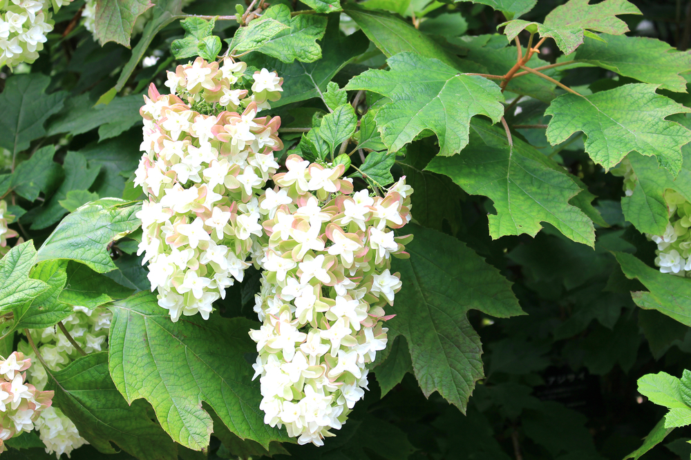 An Oakleaf Hydrangea with green leaves and white flowers.