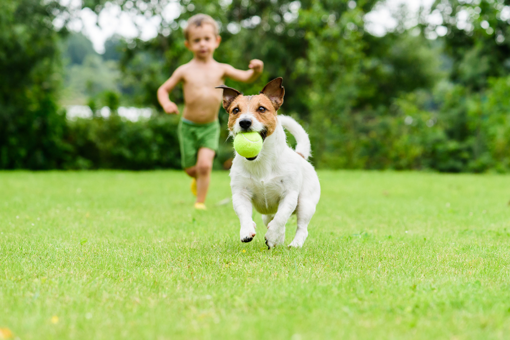 A jack russell terrier with a ball in its mouth running across a lawn being chased by a small child.