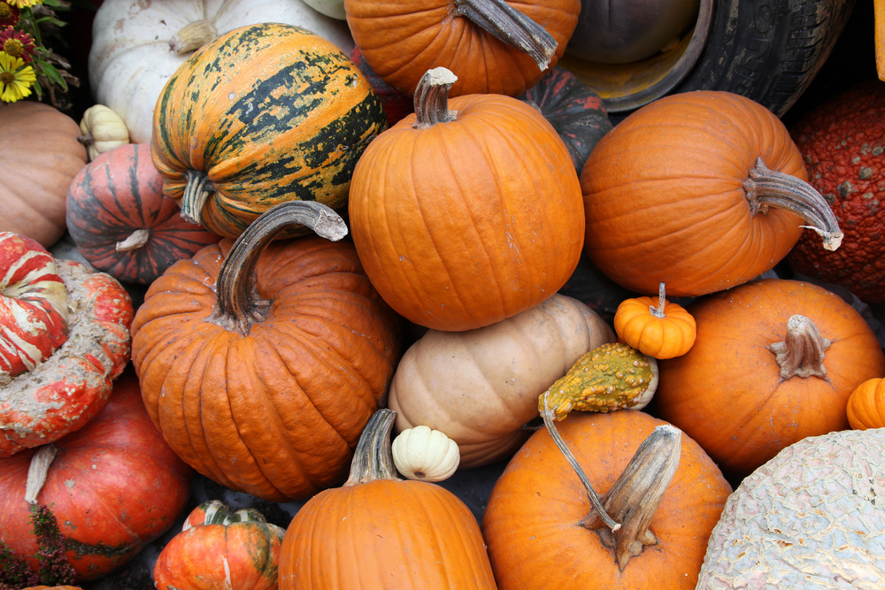 Pumpkins and gourds of many colors