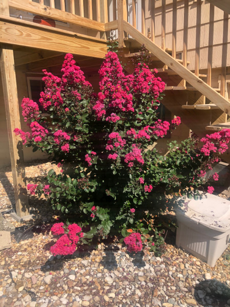 A pink crape myrtle plant in bloom.
