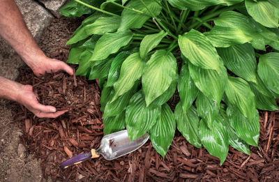 hands laying mulch around a lush, green plant.
