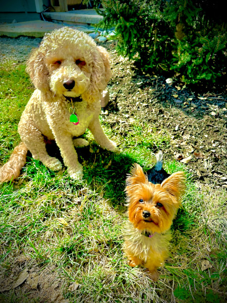 Our office dogs, Lexi the mini Golden Doodle, and Reign, the Yorkie