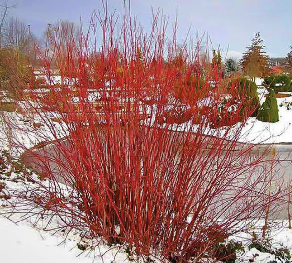 a picture of an arctic red twig dogwood in a snowy landscape