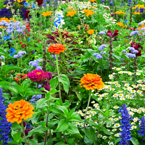 wildflowers in a flower bed